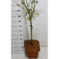 Japansk lönn – Acer palmatum 'Jerre Schwartz' - C15 60 cm. Stam