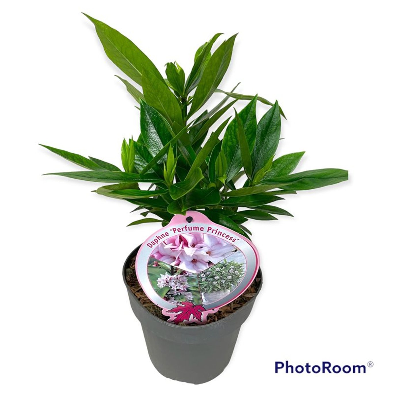 Tibast – Daphne Perfume Princess - C2