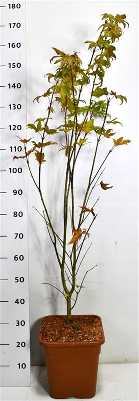 Japansk lönn – Acer palmatum &