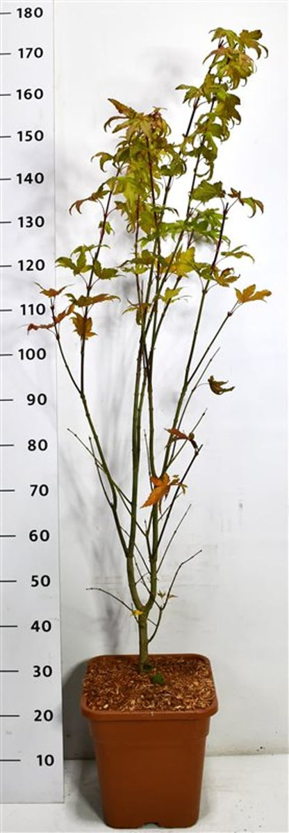 Japansk lönn – Acer palmatum &