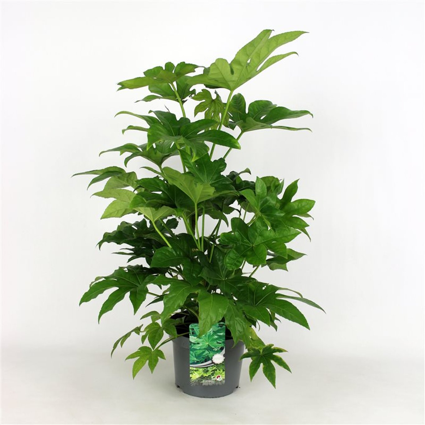Fatsia – Fatsia japonica - C7,5