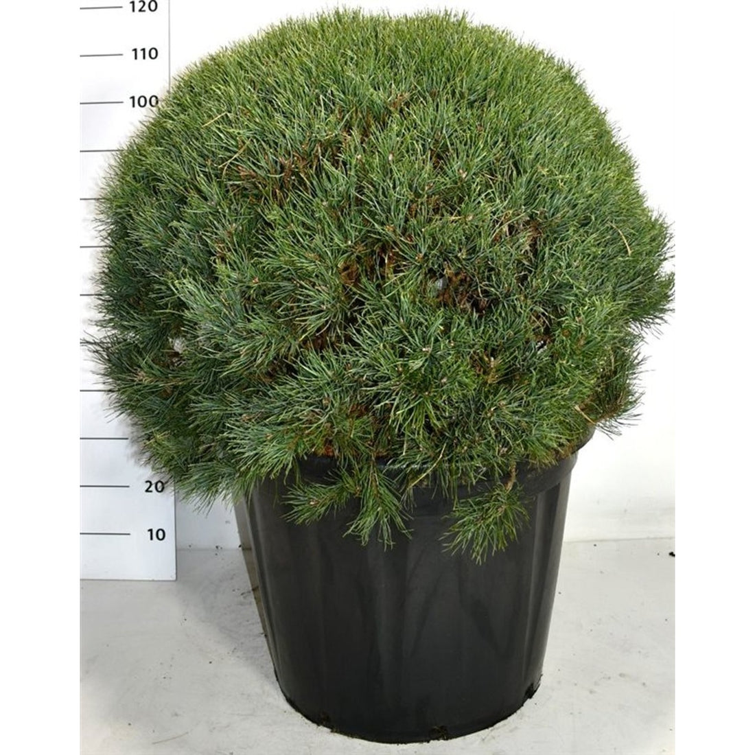 Tall – Pinus sylvestris &