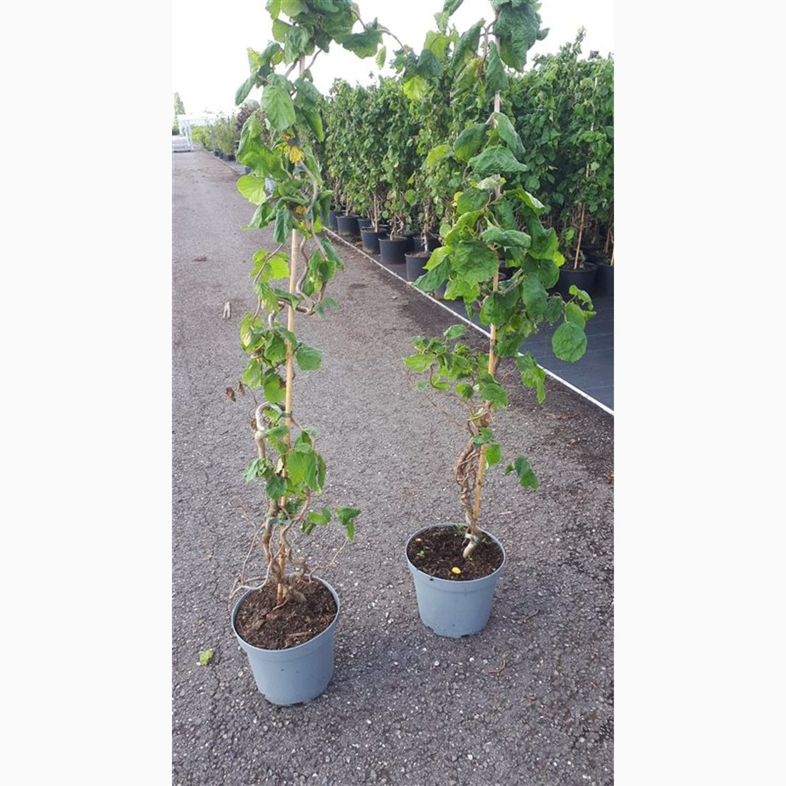 Hassel – Corylus avellana &