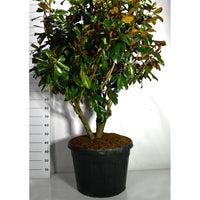 Städsegrön magnolia – Magnolia grandiflora 'Goliath' - C110 Meerstammig