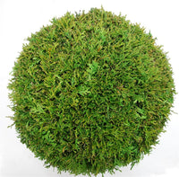 Thuja – Thuja occidentalis 'Brabant' - C25 50 cm. Bol