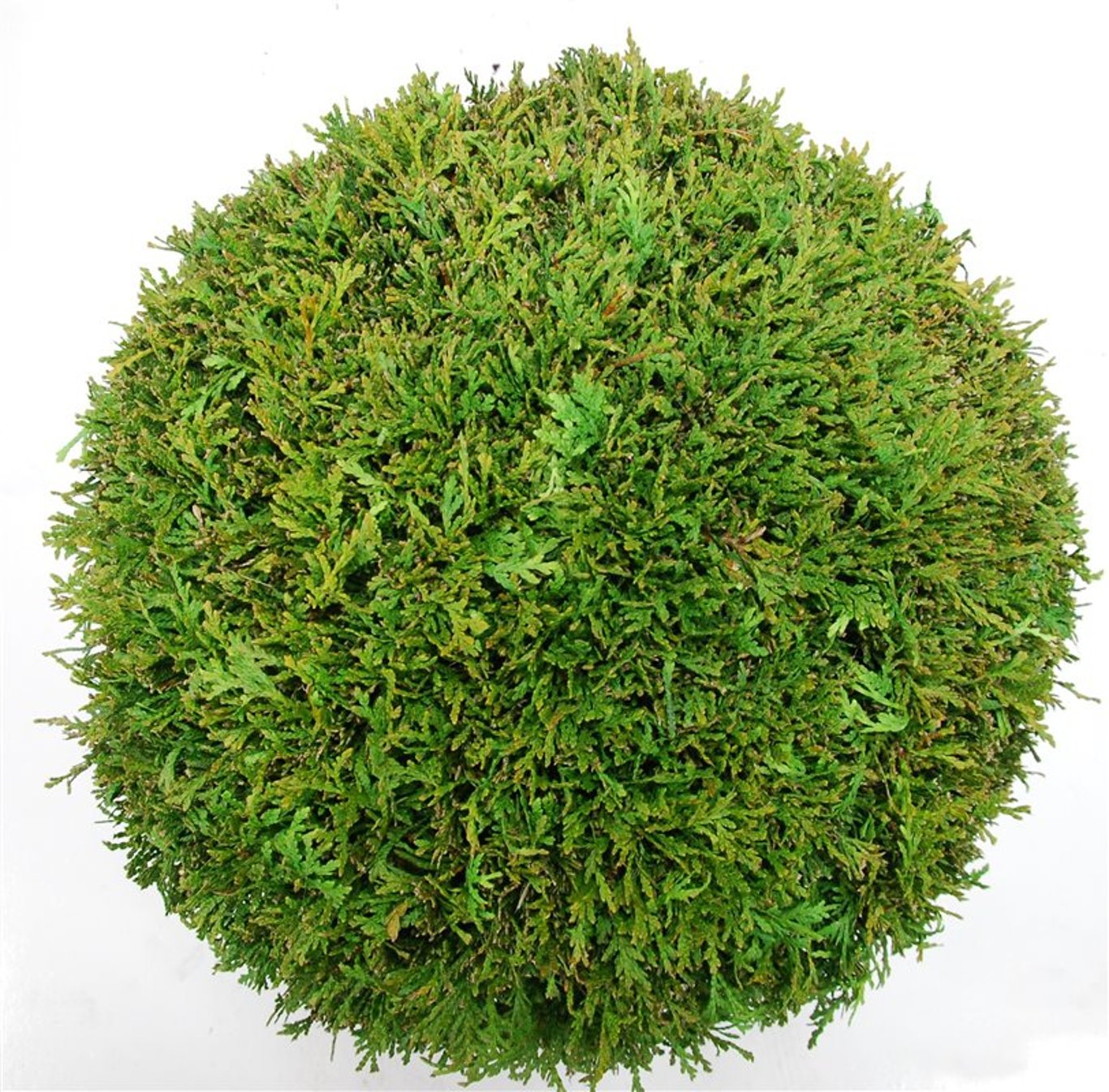 Thuja – Thuja occidentalis 'Brabant' - C25 50 cm. Bol