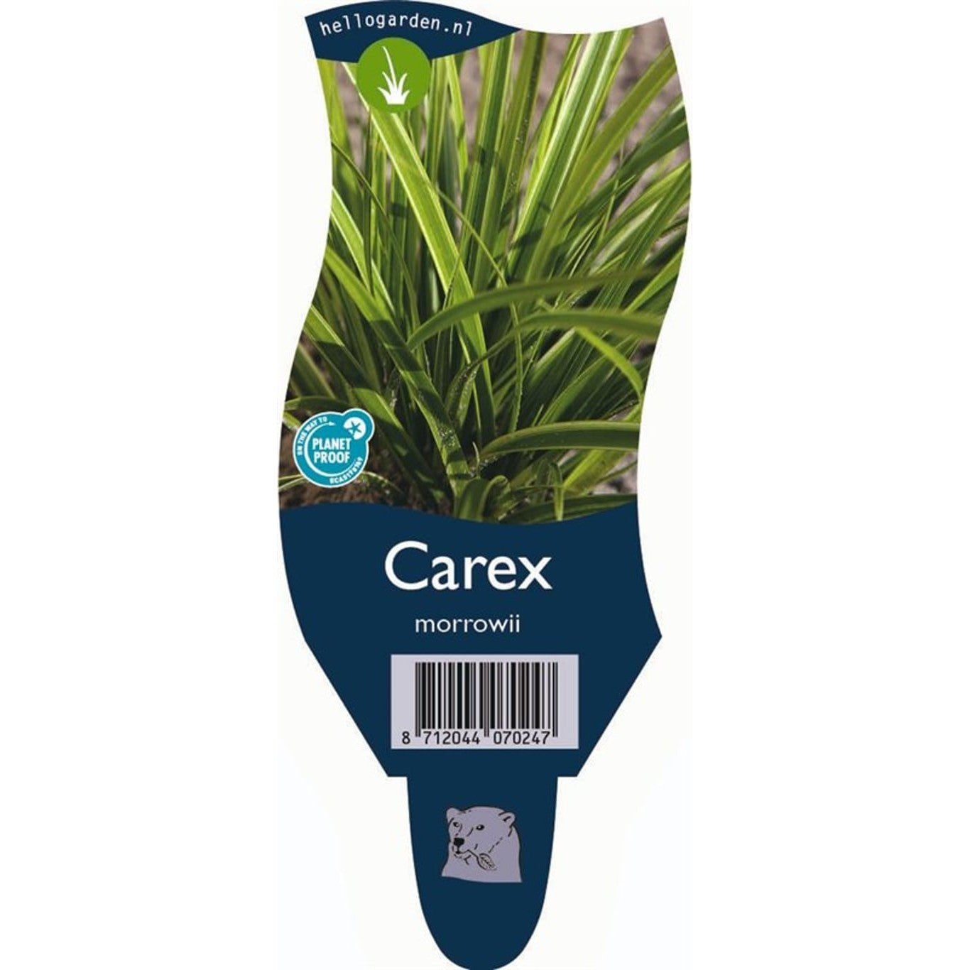 Starr – Carex morrowii - P11