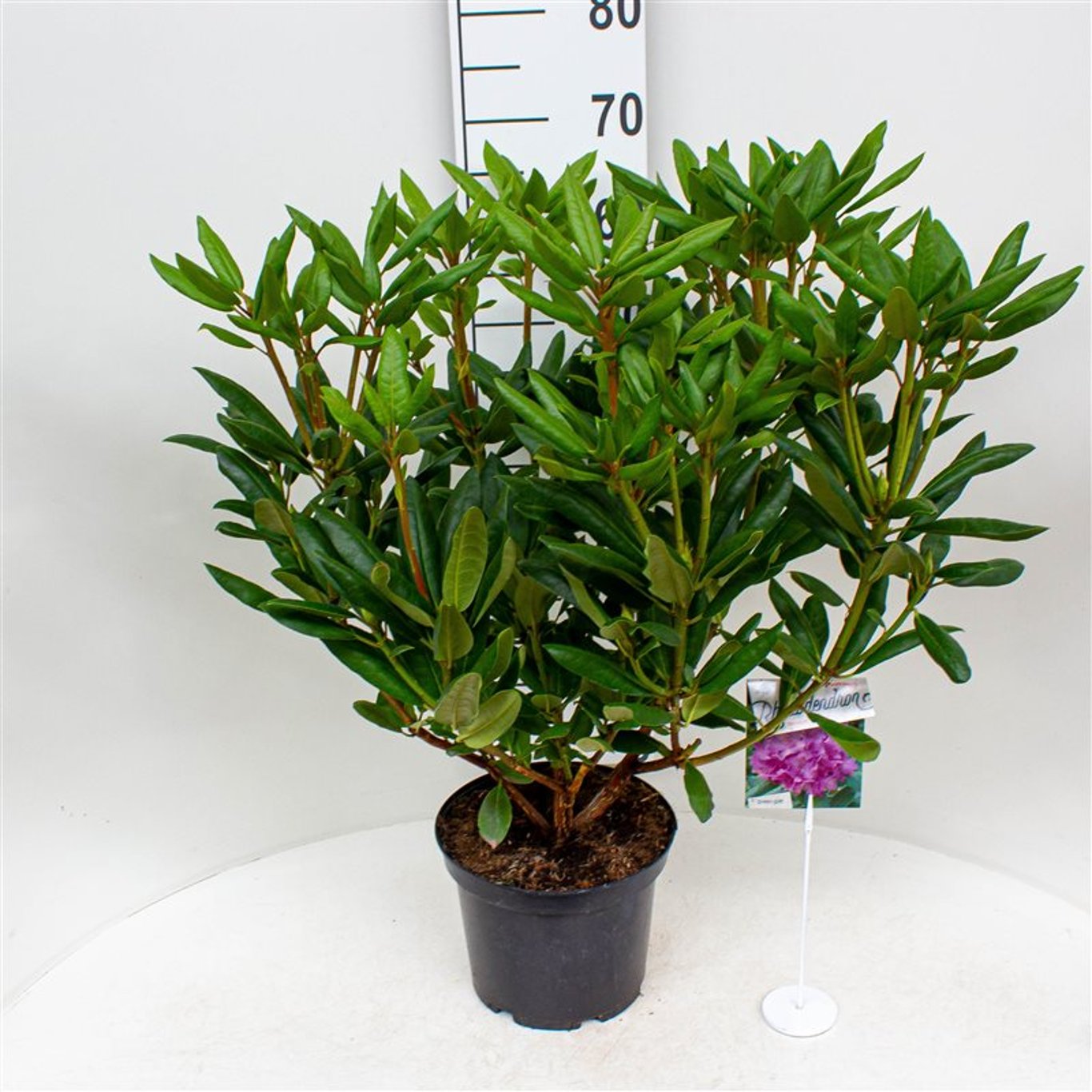 Rhododendron – Rhododendron ponticum 'Roseum' - C5 30-40 CM