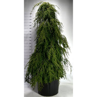 Hemlock – Tsuga canadensis 'Pendula' - C180 175-200 cm. Sol