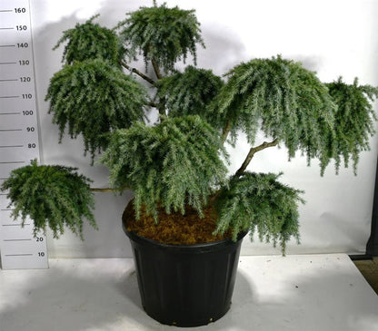 Himalayaceder – Cedrus deodara &