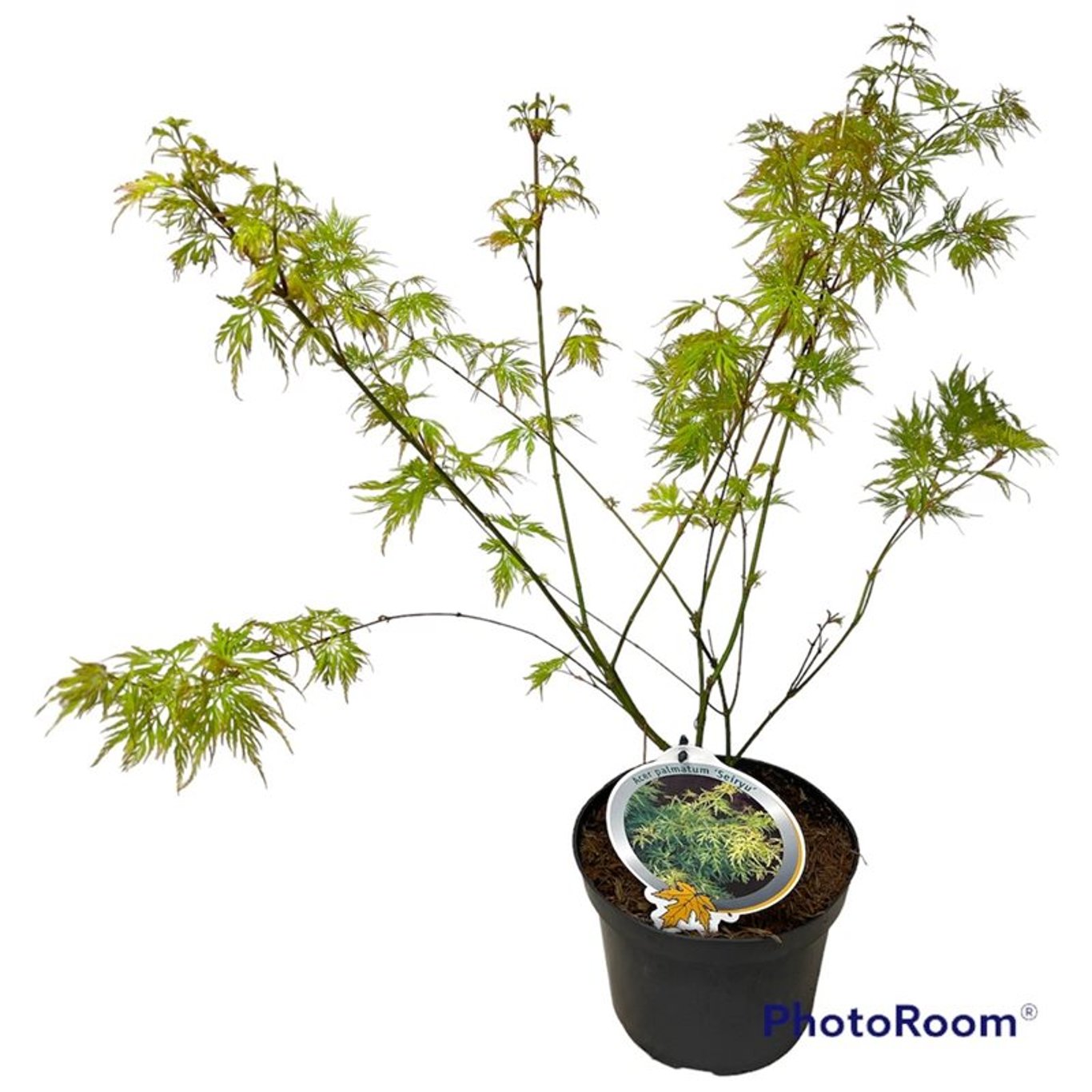Japansk lönn – Acer pal. 'Seiryu' - C3 40-50 CM