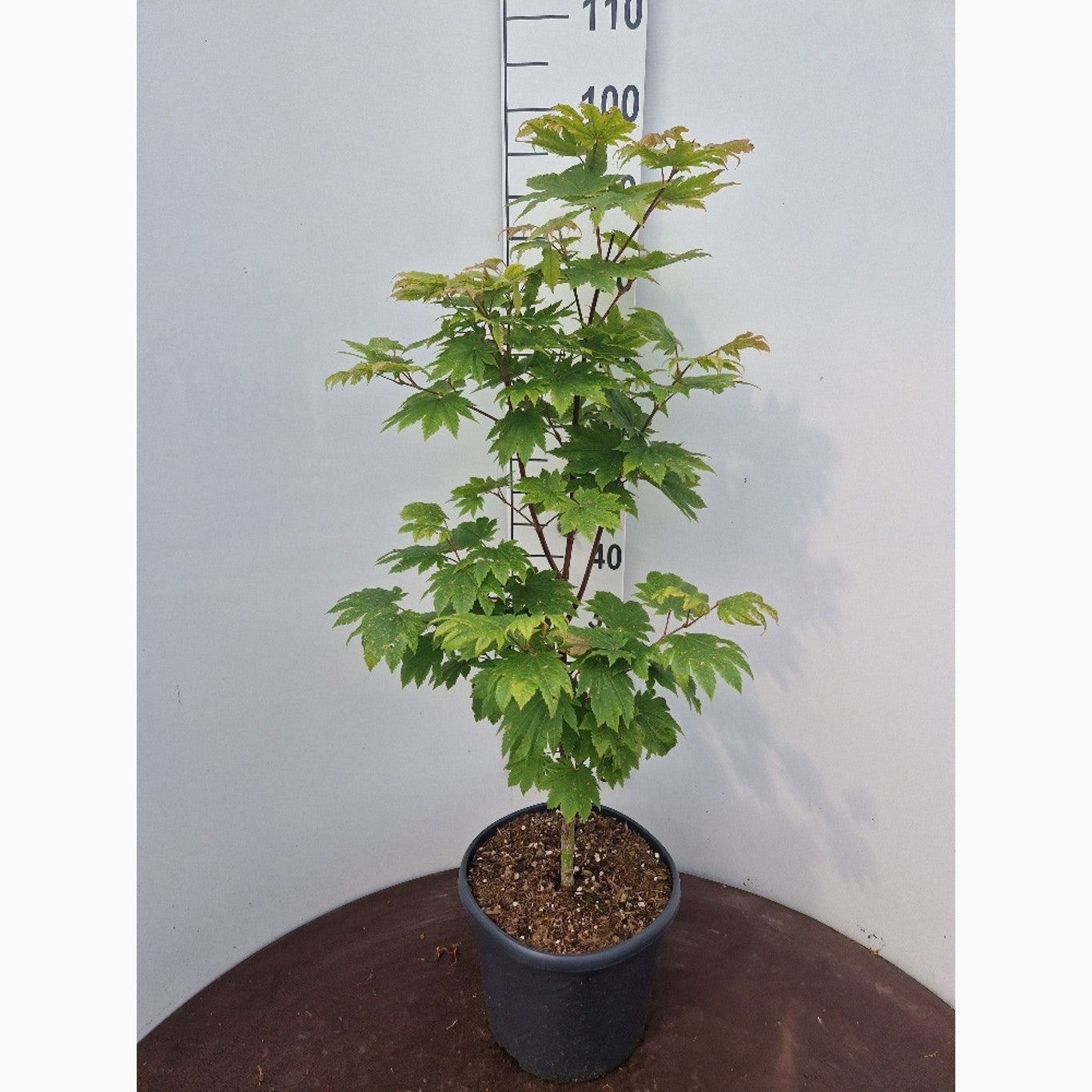Japansk lönn – Acer japonicum 'Vitifolium' - C10 50-60 CM