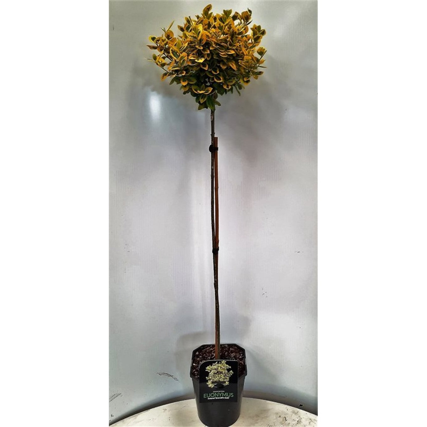 Klätterbenved – Euonymus fortunei 'Emerald 'n' Gold' - 80 CM Stem C5