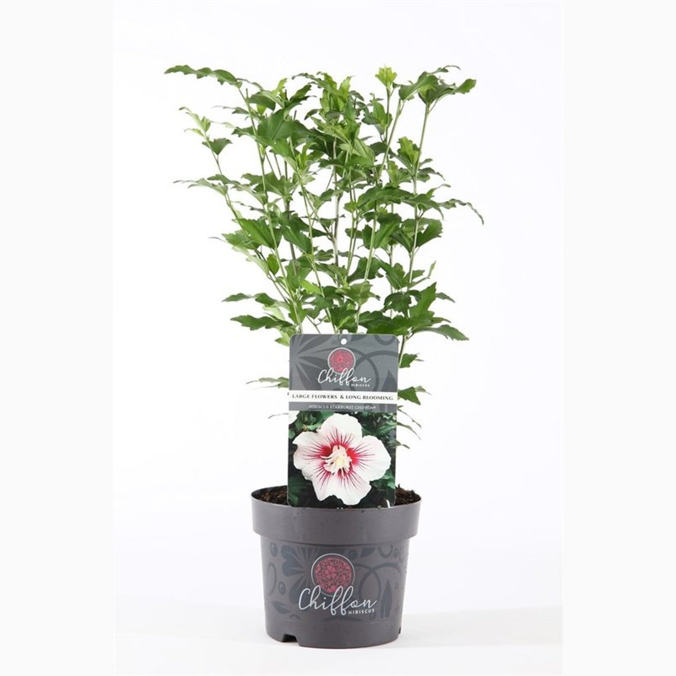 Hibiskus – Hibiscus syriacus 'Starburst Chiffon' - C3