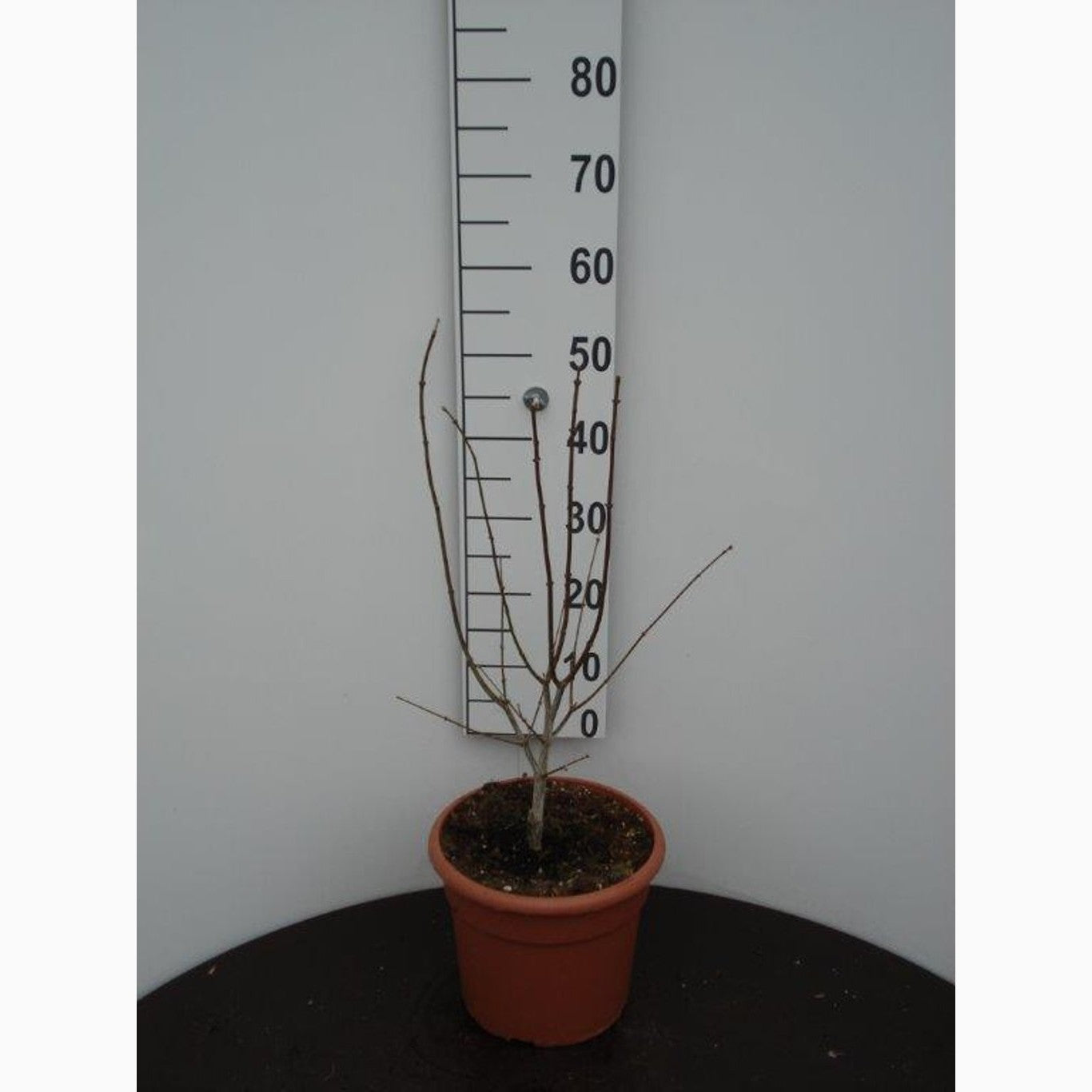 Japansk lönn – Acer shirawasanum 'Moonrise'® - C10 40-50 CM