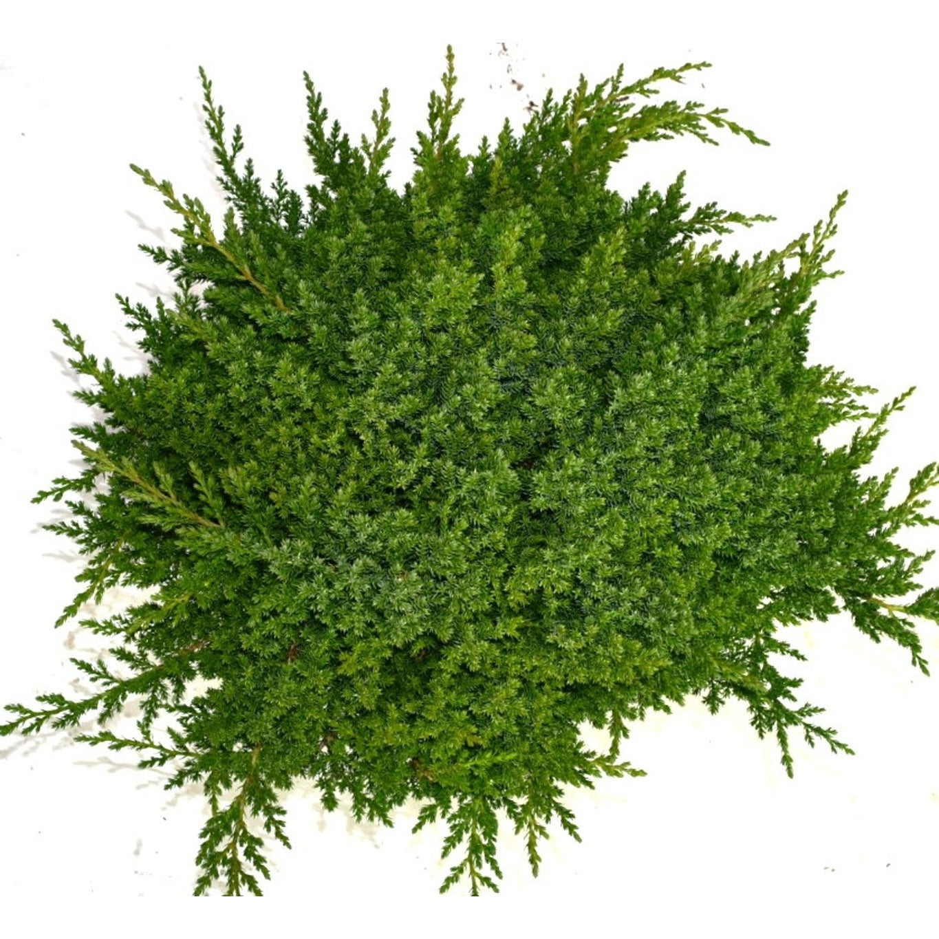 Japansk trädgårds-en – Juniperus procumbens 'Nana' - C12 50-60 cm.