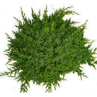 Japansk trädgårds-en – Juniperus procumbens 'Nana' - C12 50-60 cm.