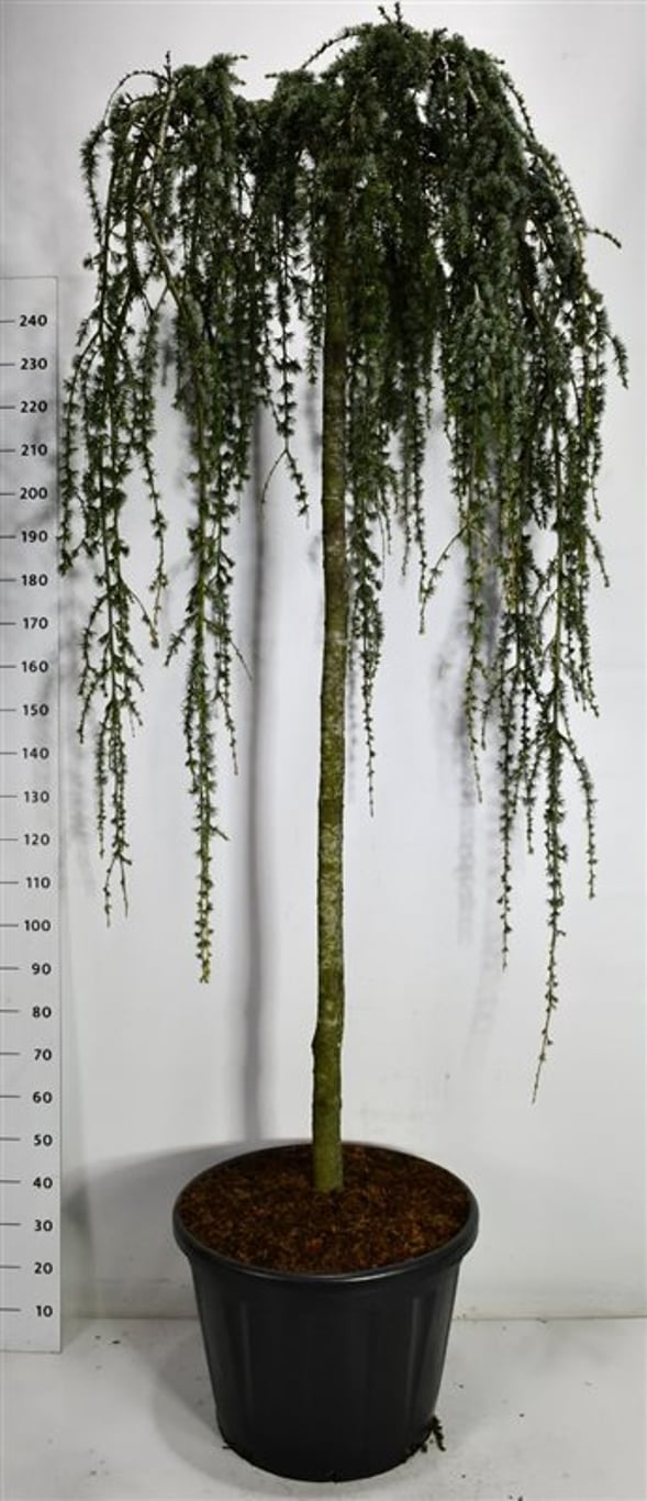 Atlasceder – Cedrus atlantica &