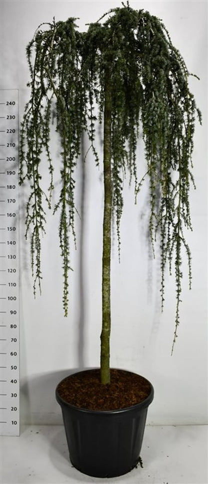 Atlasceder – Cedrus atlantica &