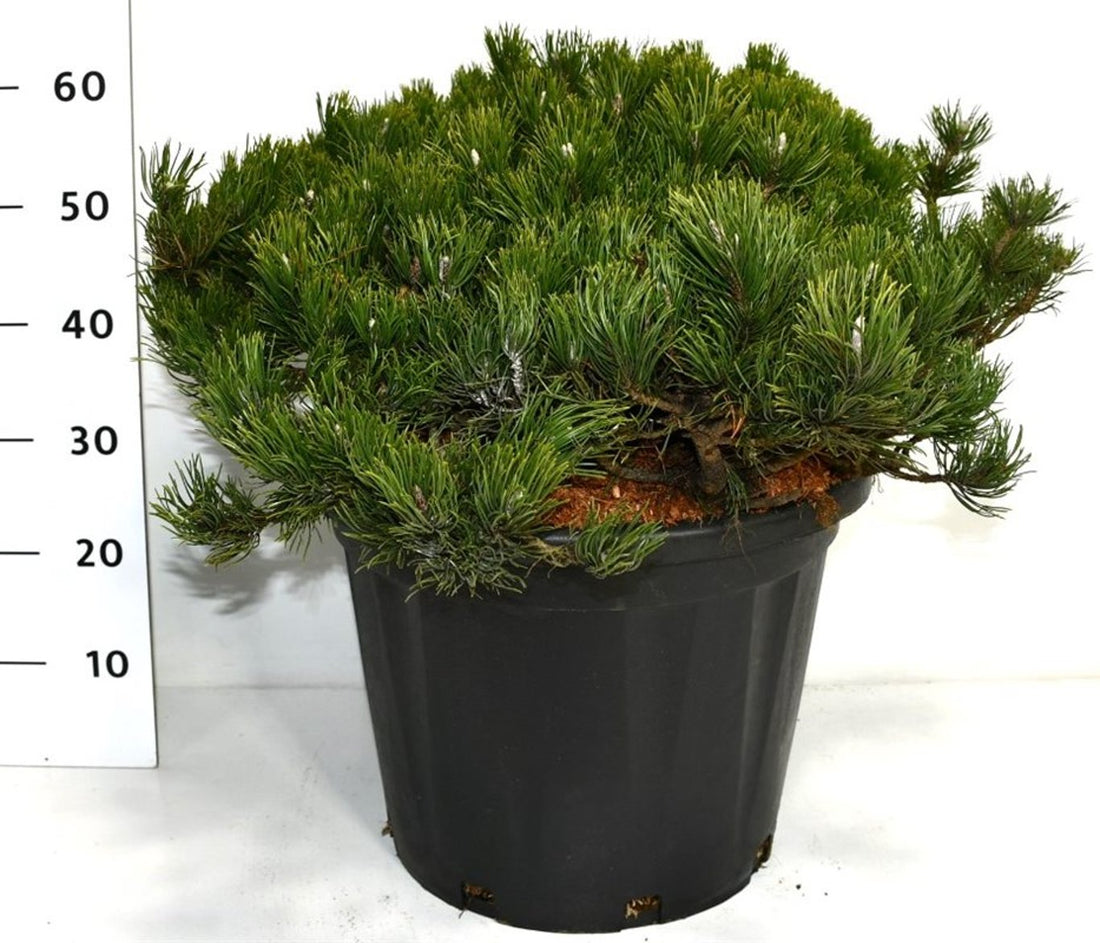 Bergtall – Pinus mugo pumilio - C35 60-70 cm. Levendesteen