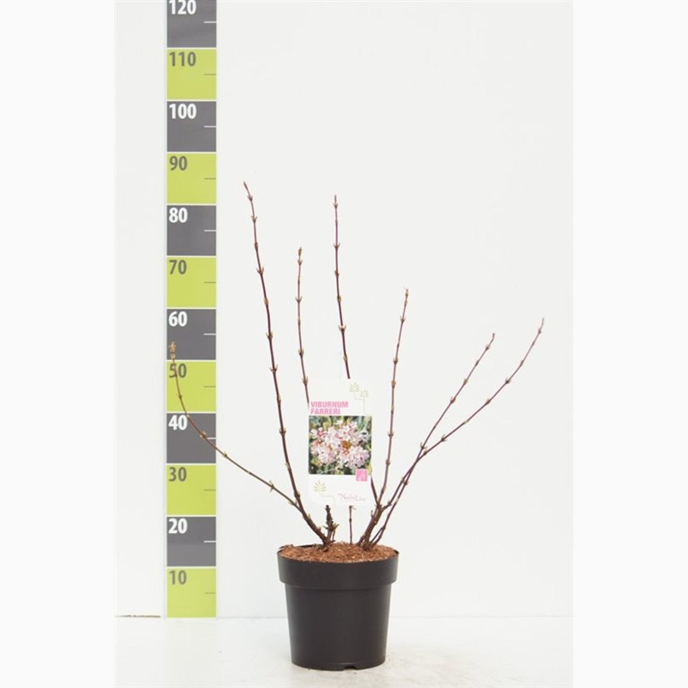 Vinterolvon – Viburnum farreri - C4,6 40-60 CM