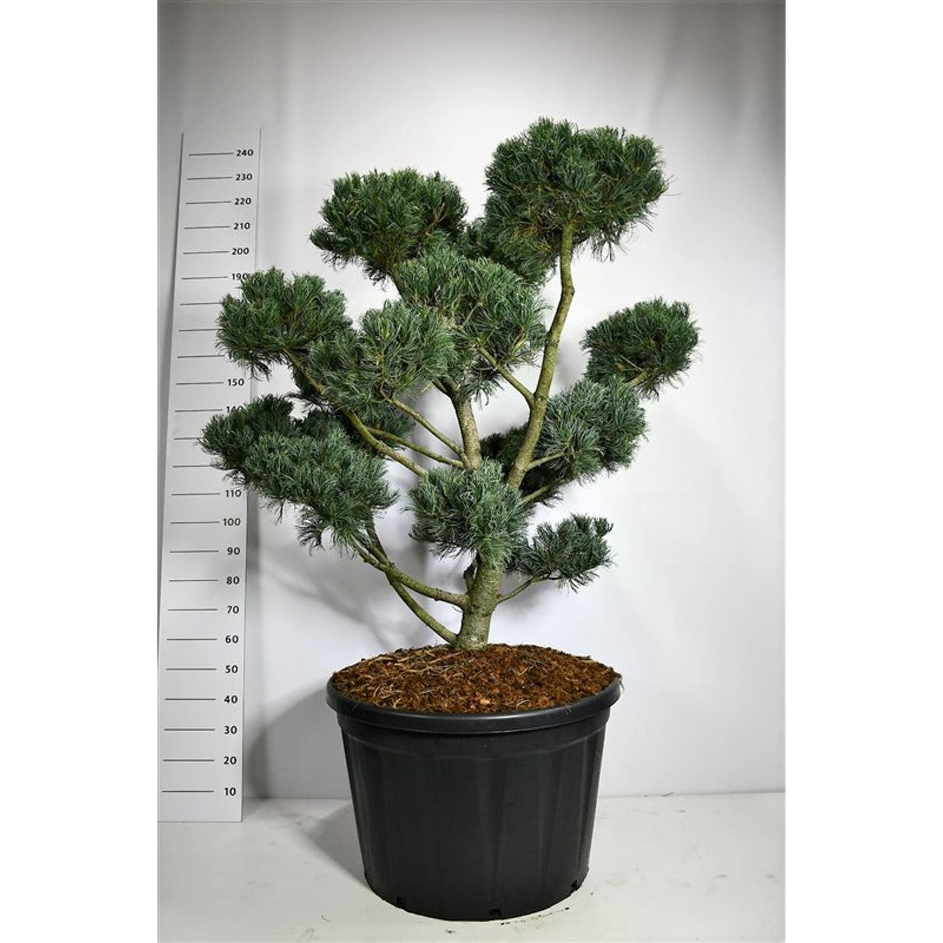 Japansk vitbarrtall – Pinus parviflora 'Glauca' - 125-150 CM Bonsai Cont.