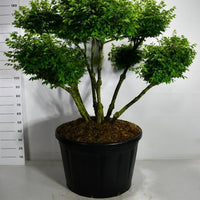 Vingbenved – Euonymus alatus 'Compactus' - C230 100-125 cm. Bonsai