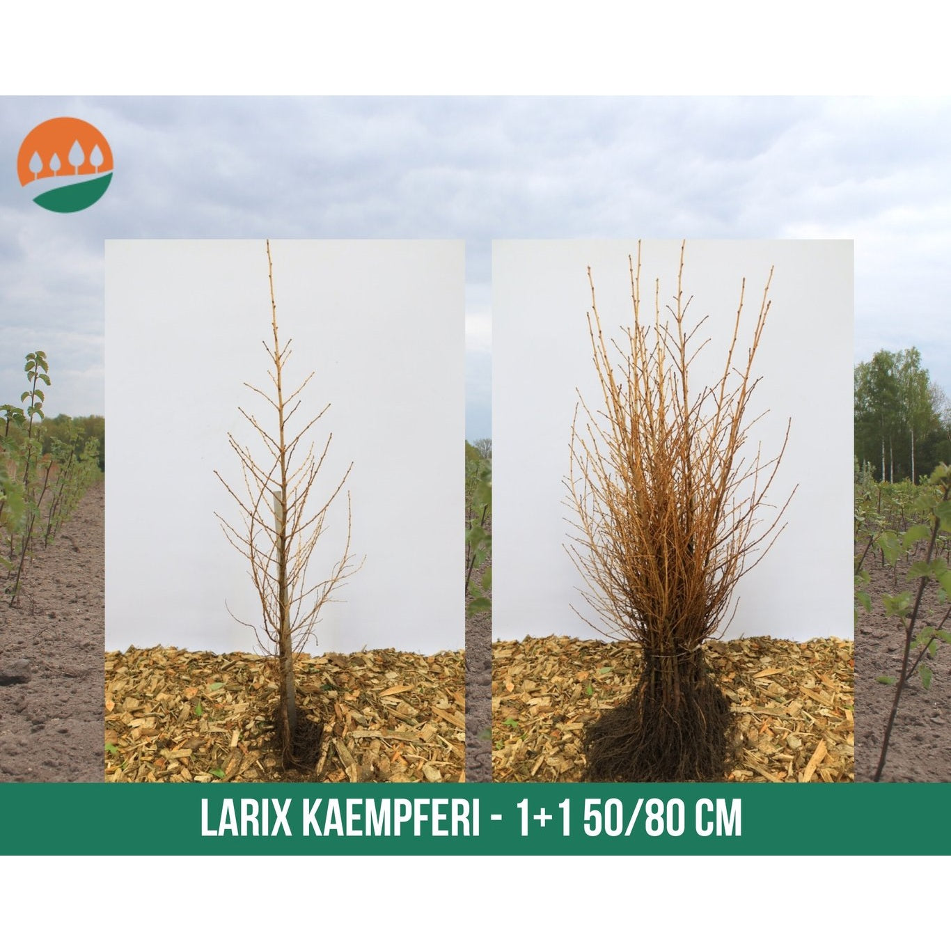 Japansk lärk – Larix kaempferi - 50-80 CM bare root 1/1