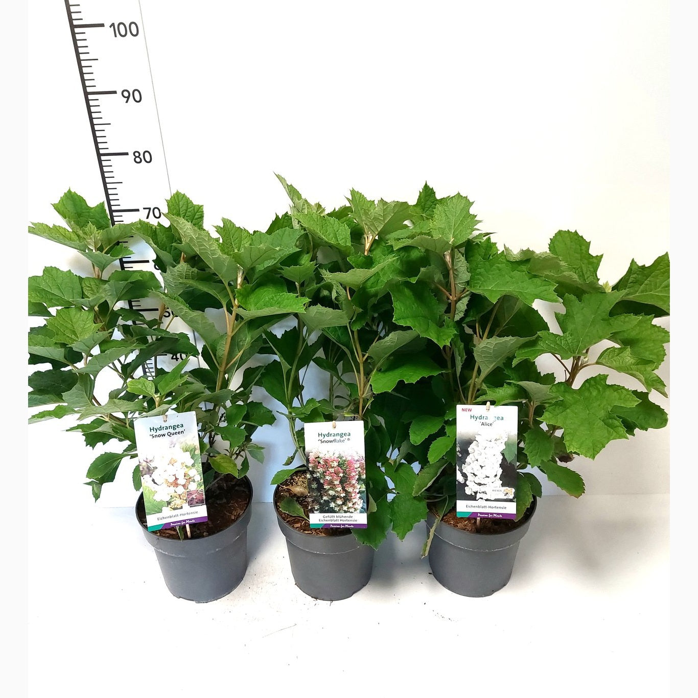 Ekbladshortensia – Hydrangea quercifolia 'Alice' - C5 50-60 CM