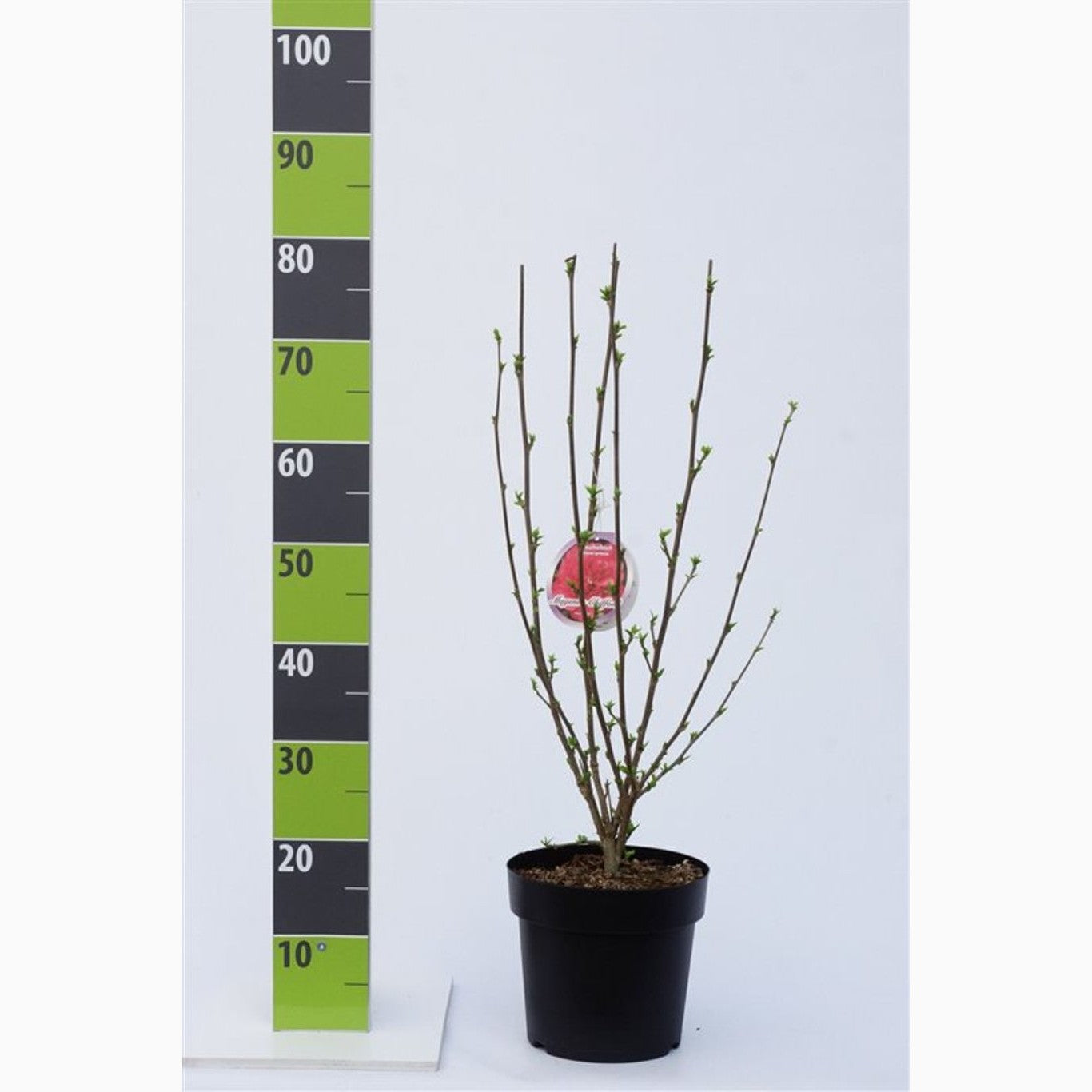 Hibiskus – Hibiscus syriacus 'Magenta Chiffon' - C4,6 50-60 CM