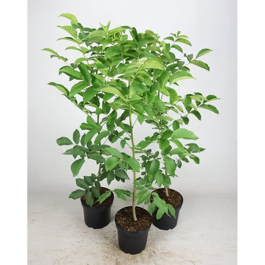 Valnöt – Juglans regia - C5 80-100 CM