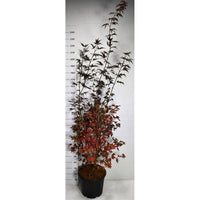 Japansk lönn – Acer palmatum 'Bloodgood' - C35 175-200 cm.