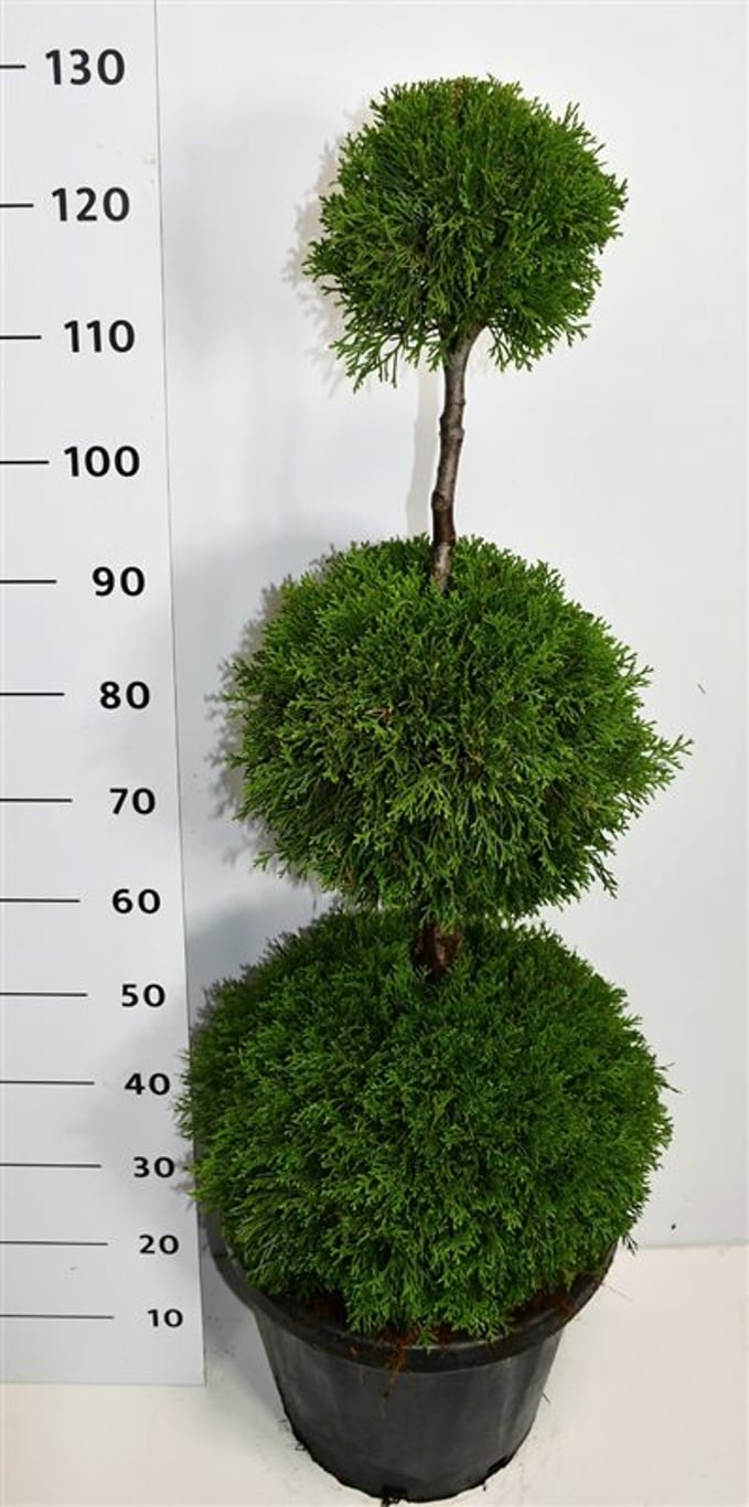 Thuja – Thuja occidentalis 'Smaragd' - C25 80-100 cm. Triobol