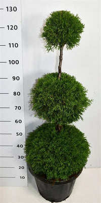 Thuja – Thuja occidentalis 'Smaragd' - C25 80-100 cm. Triobol