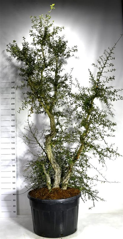 Korkek – Quercus suber - C230 250-300 cm.