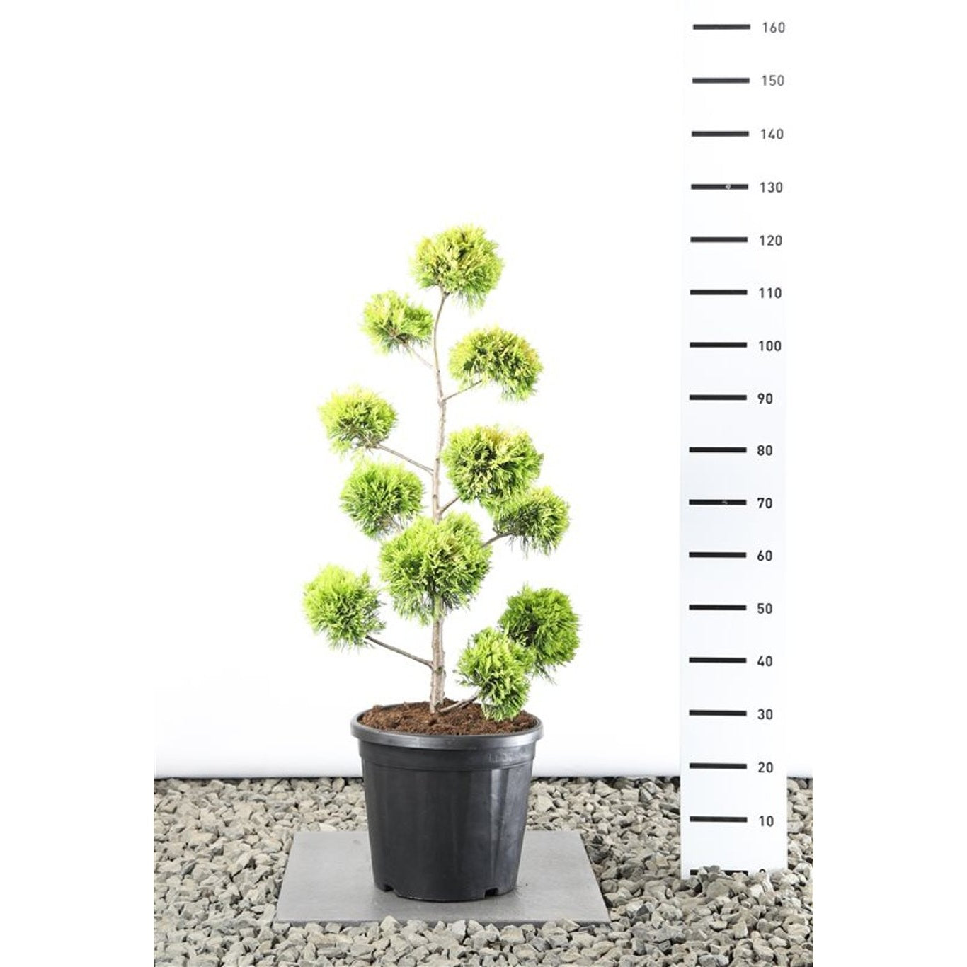Leylandcypress – Cupressocyparis leylandii 'Gold Rider' - 60-80 CM PonPon Cont.