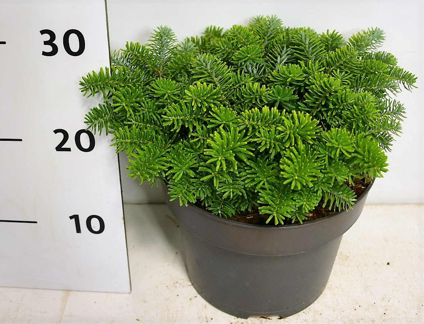 Koreagran – Abies koreana 'Brillant' - C5 25-30 cm.