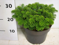 Koreagran – Abies koreana 'Brillant' - C5 25-30 cm.