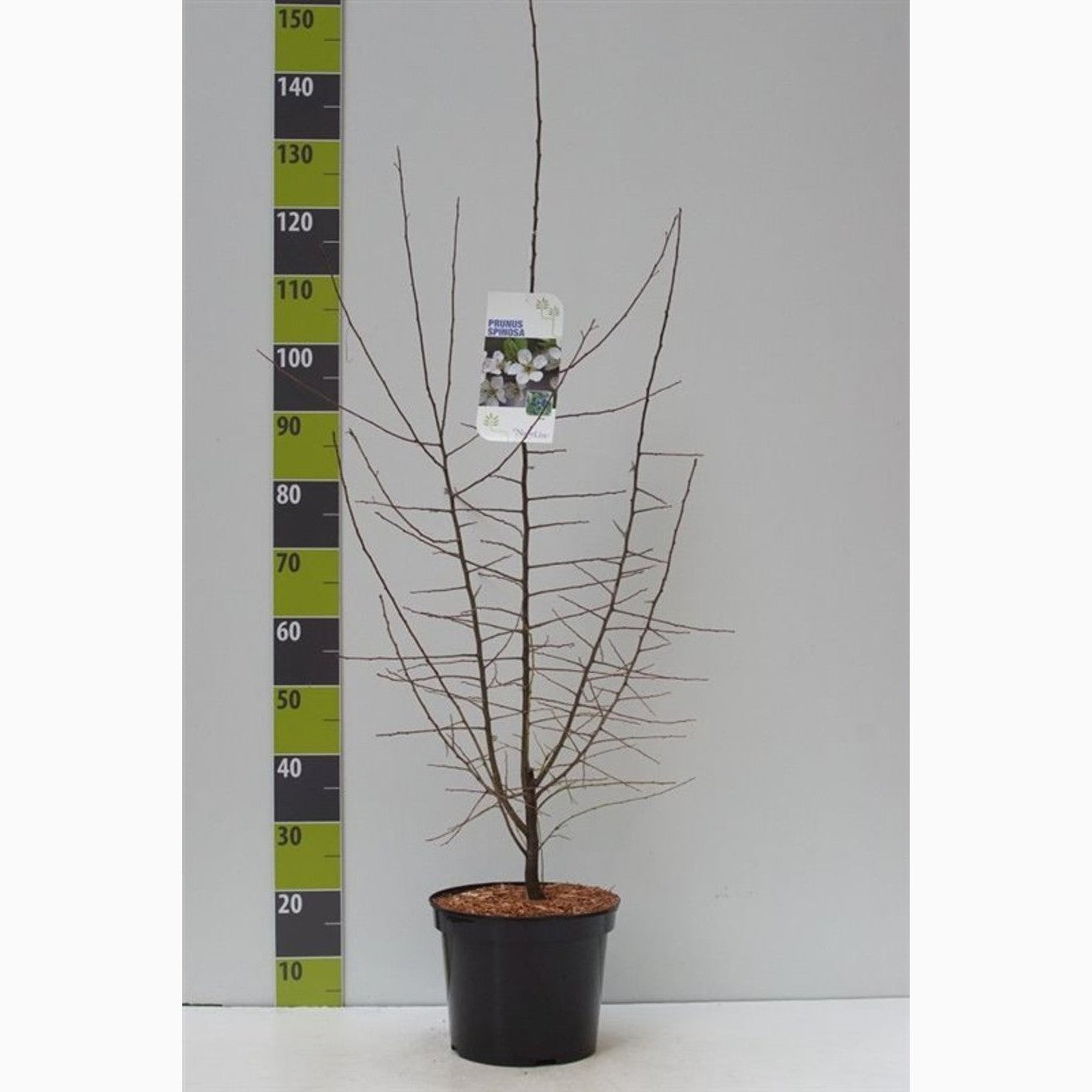 Slån – Prunus spinosa - C7.5 80-100 CM