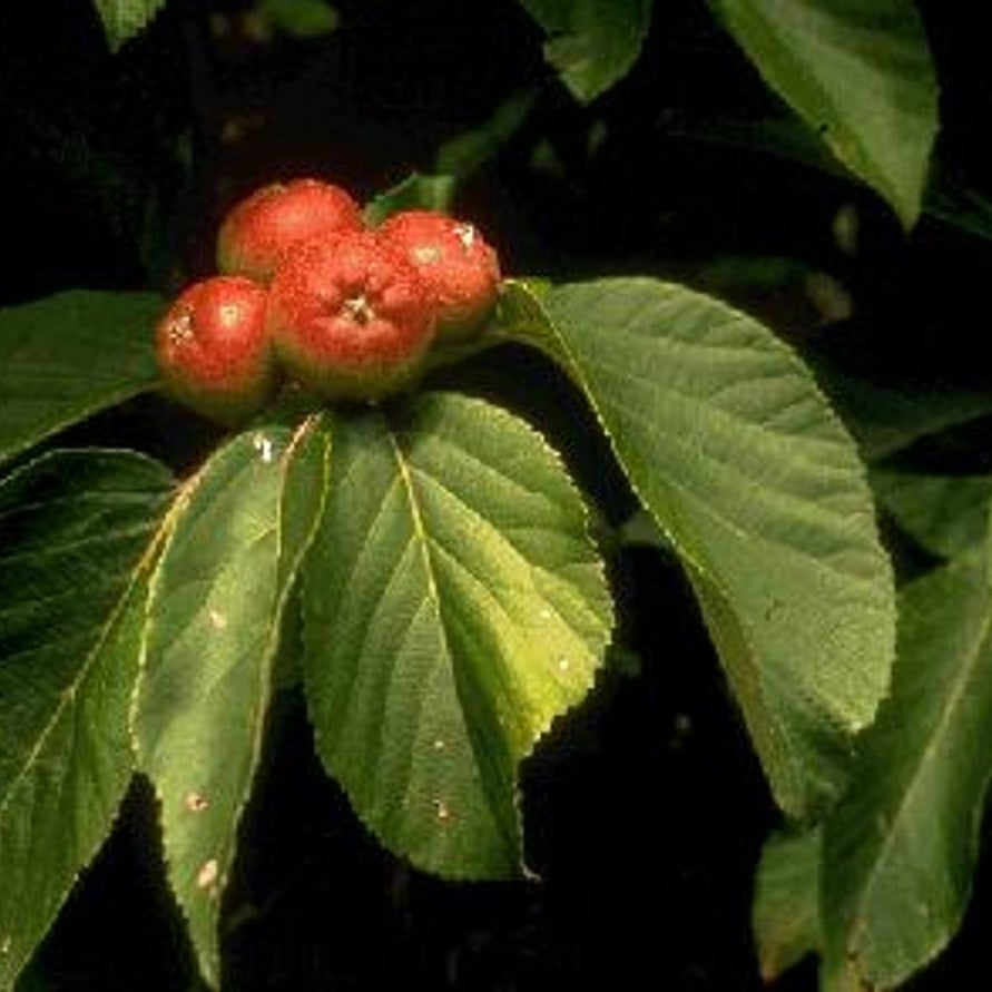 Äpple – Malus tschonoskii - C25 8/10  200 CM Stem