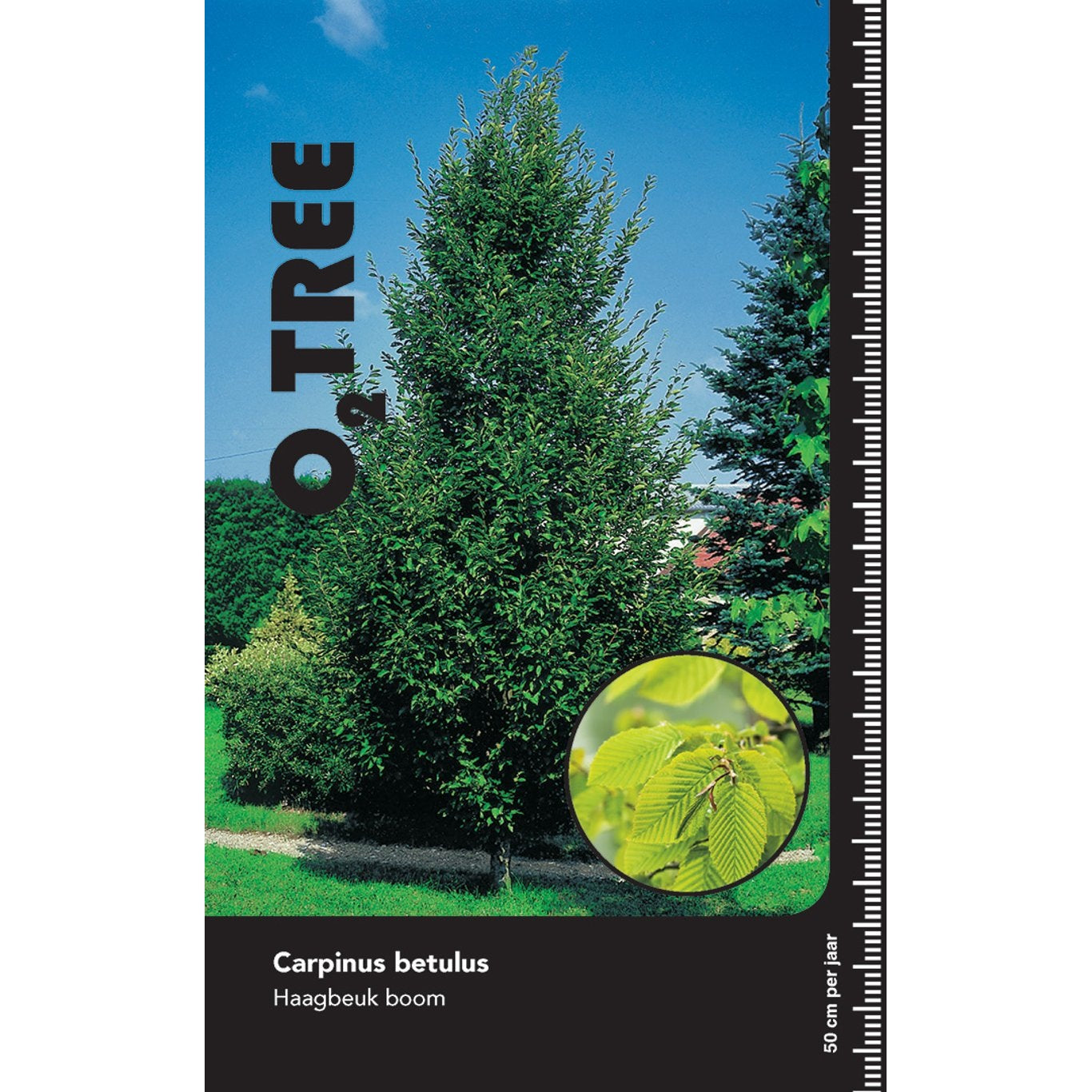 Avenbok – Carpinus betulus - 12/14 Feathered Cont.