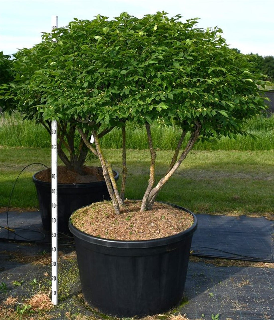 Vingbenved – Euonymus alatus &