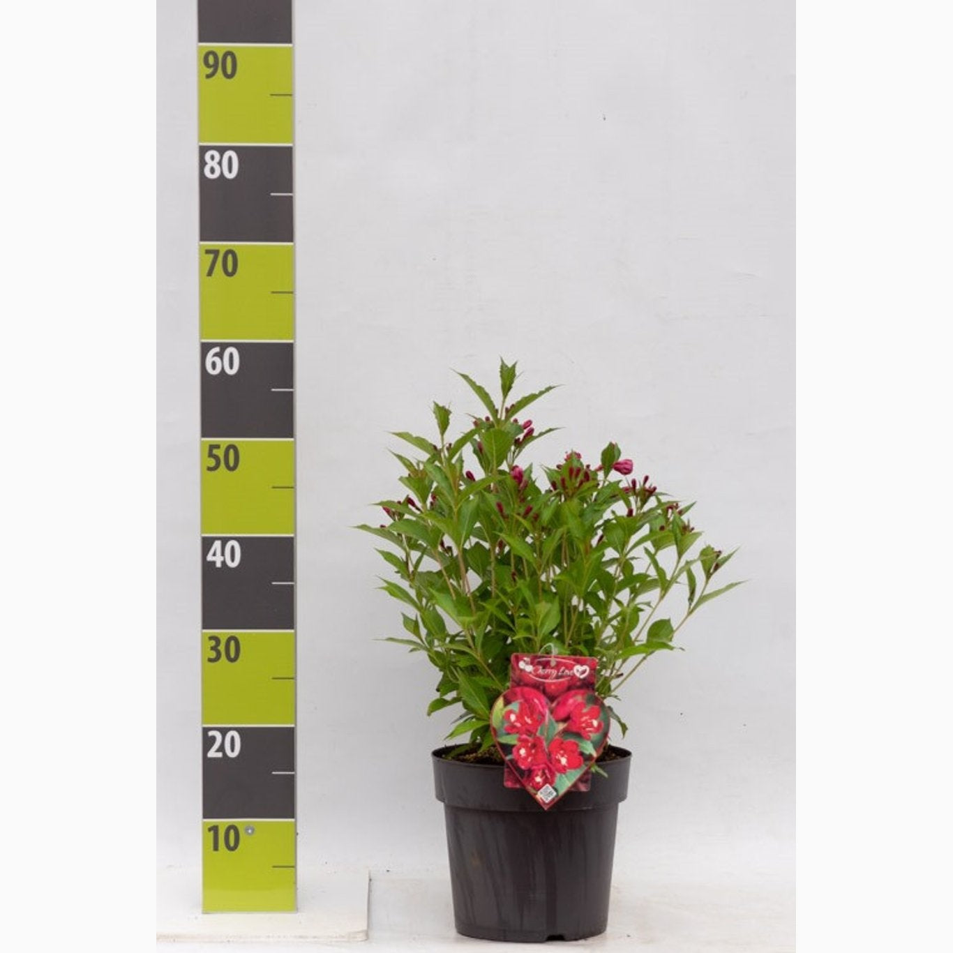 Praktweigela – Weigela 'Cherry Love' - C4,6 40-60 CM