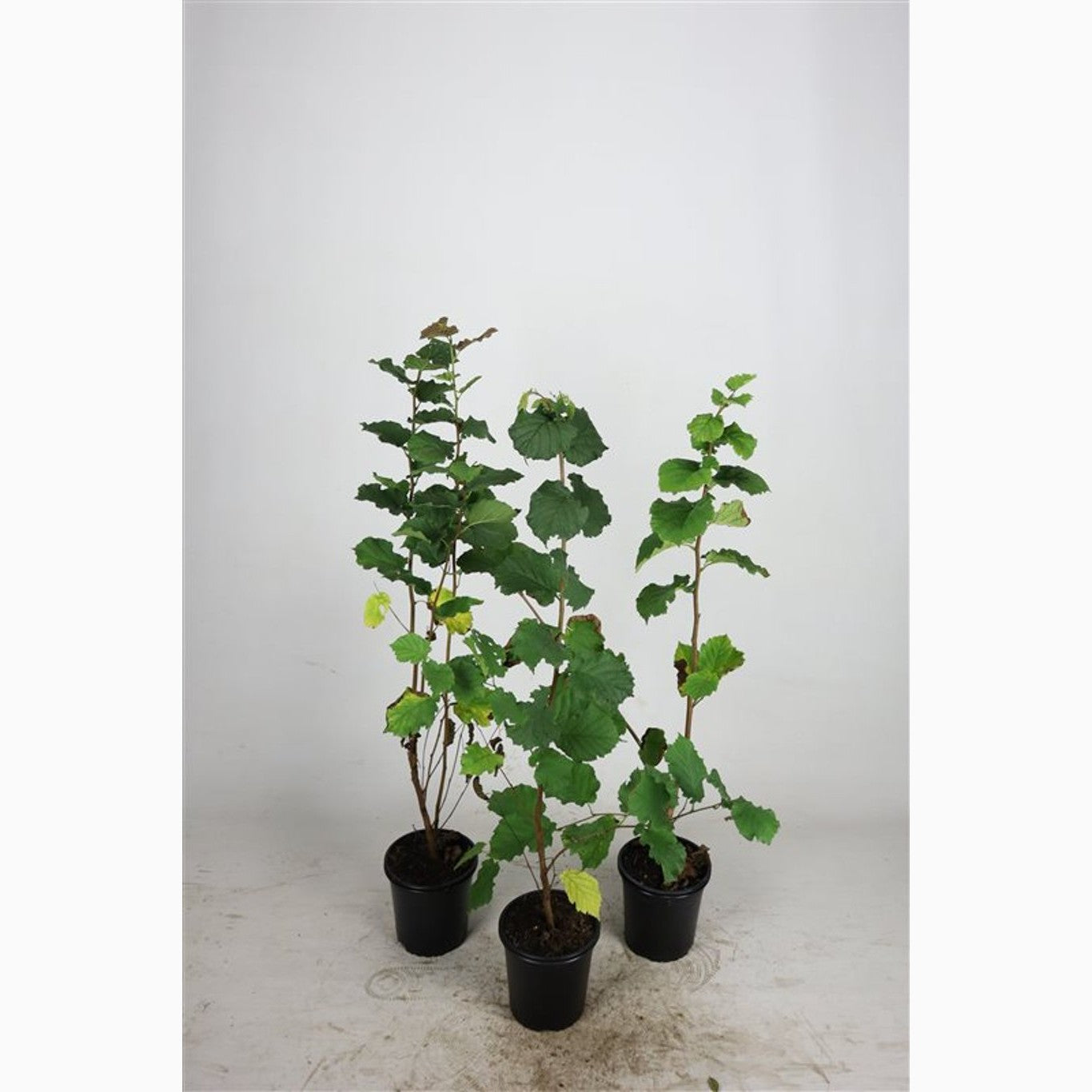 Hassel – Corylus avellana - C2.5 60-100 CM