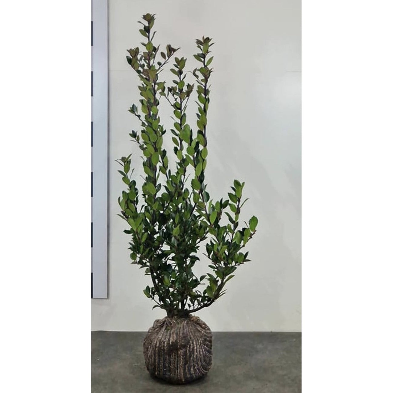 Blå järnek – Ilex meservae 'Heckenblau' - 100-120 CM RB