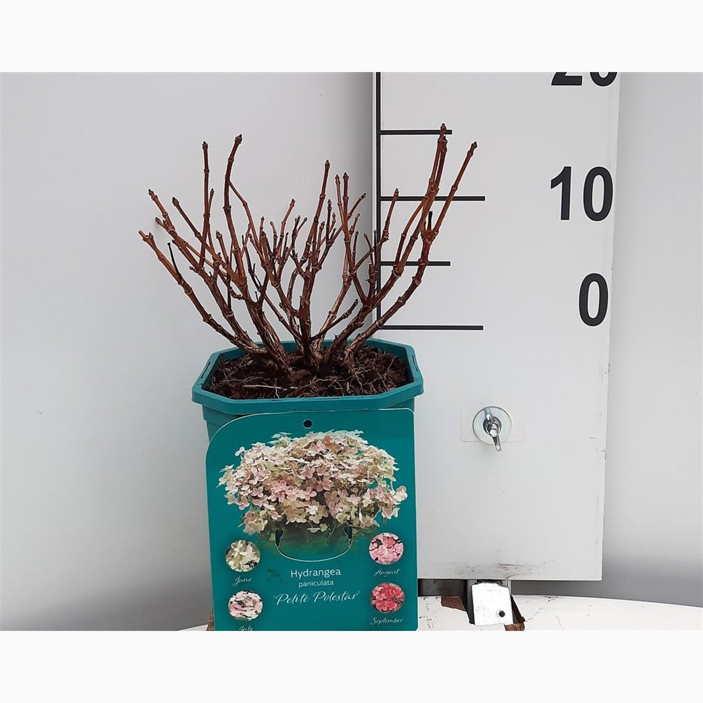 Syrenhortensia – Hydrangea paniculata 'Polestar' - C2 20-25 CM