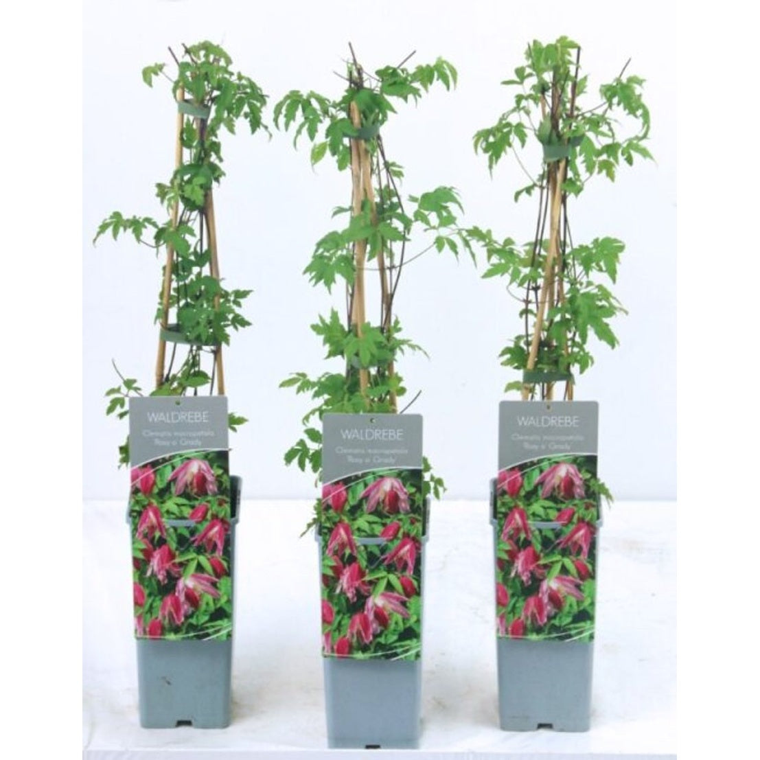 Klematis – Clematis 'Rosy O'Grady' - C2 50-60 CM 3 Stick