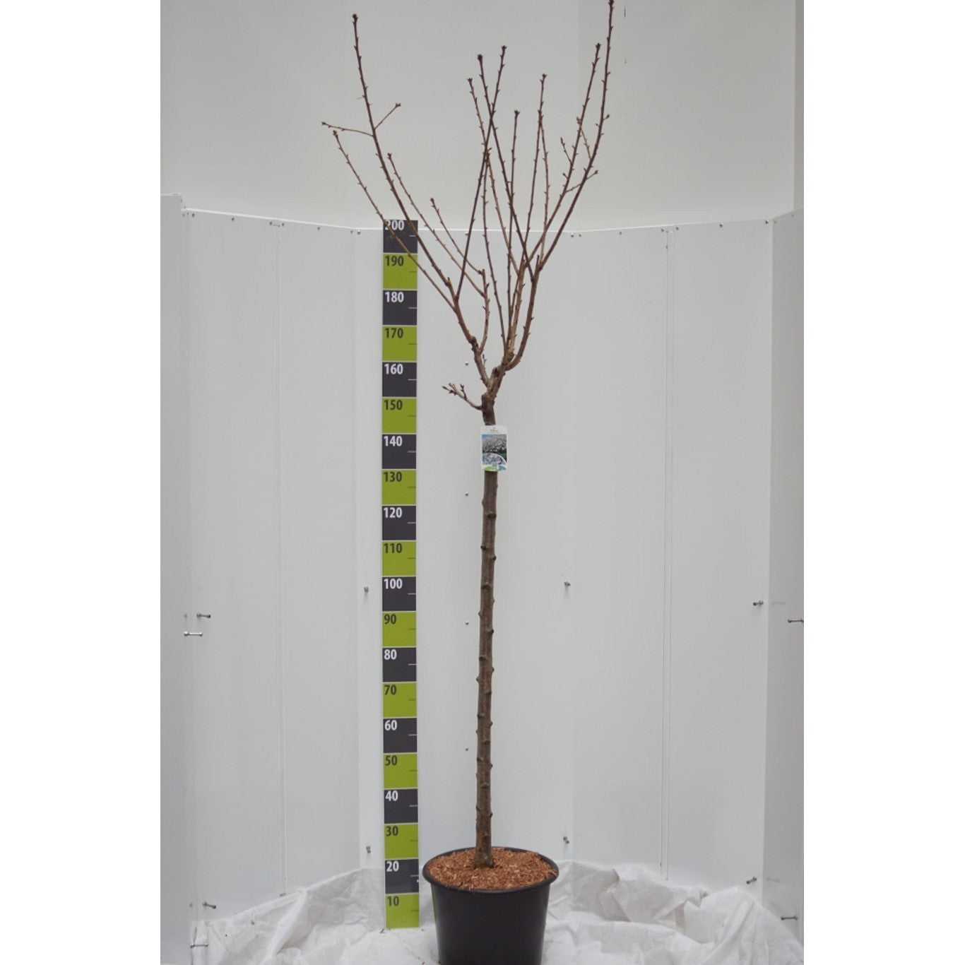 Japanskt körsbär – Prunus serrulata 'Taihaku' - 120 CM Stem C20