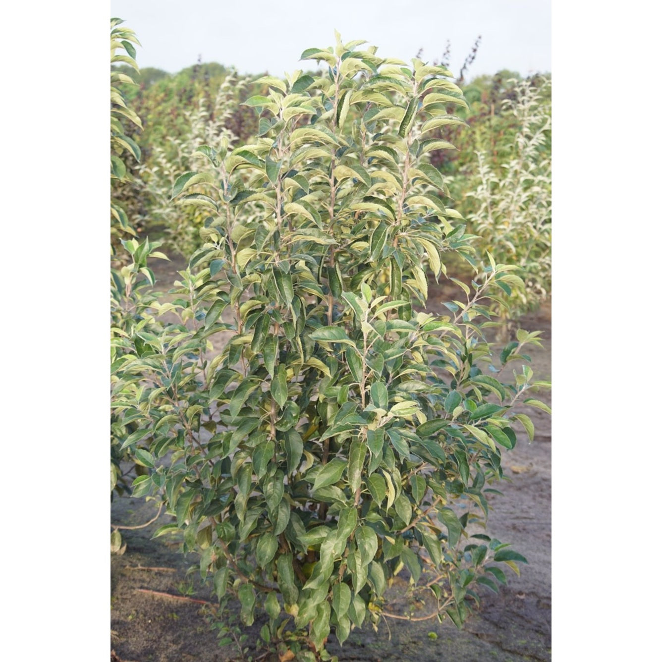 Äpple – Malus 'Royal Ruby' - 150-200 CM RB