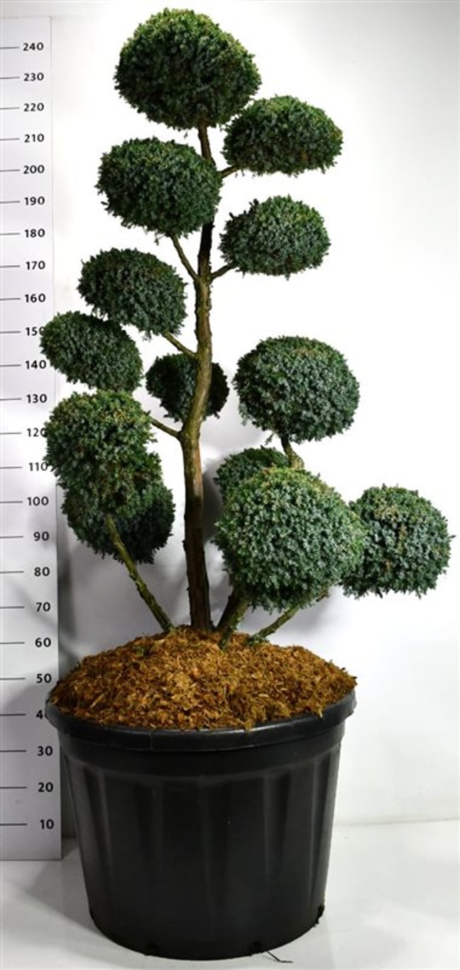 Kinesisk en – Juniperus chinensis &